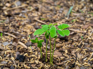 The growth of Rain tree