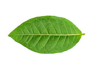 Fototapeta na wymiar Close up green leaf on white background.
