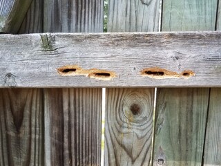 damage in wood fence from carpenter bees