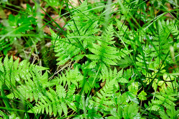 Grass in the forest. Fern with dew drops. Natural green background.
