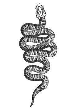 Illustration of poisonous snake  in engraving style. Design element for logo, label, emblem, sign, badge. Vector illustration