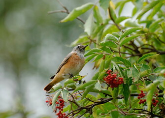 Female Redstart (Phoenicurus phoenicurus) sitting on an elderberry branch on a cloudy morning. Khanty-Mansiysk. Western Siberia. Russia.