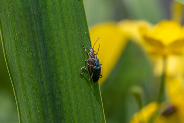 Käfer paaren sich auf Blatt