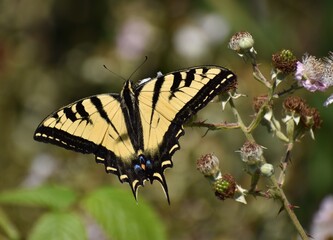 A western tiger swallowtail butterfly (Papilio rutulus) perched on a wild blackberry flower.