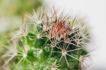 
Beautifully blooming green cactus. Close-up.