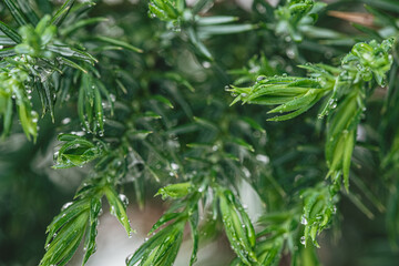Organic food. Young and fresh micro green sprouts.