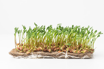 Young fresh micro green sprouts isolated on a white background.