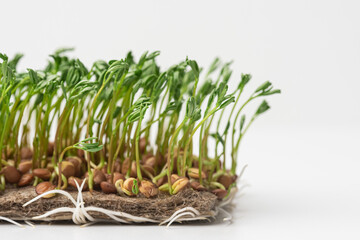 
Young and fresh micro green sprouts isolated on a white background.
