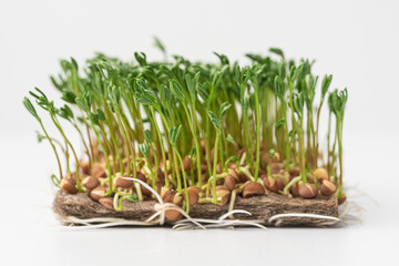 
Fresh micro green sprouts isolated on white.