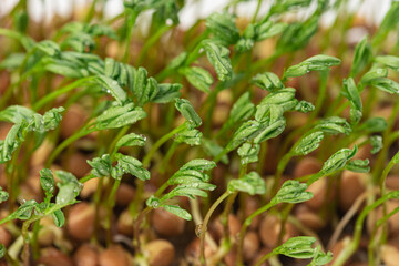 
Young and fresh micro green sprouts close-up.