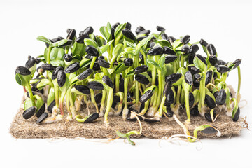 Fresh young micro green sunflower shoots. White background.