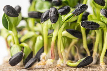 
Fresh micro green sunflower shoots. Close-up.
