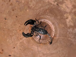 Scorpion trapped in glass