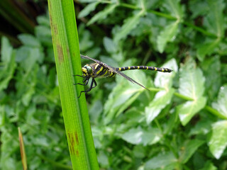 Libellule tigrée sur herbe