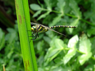Libellule zébrée