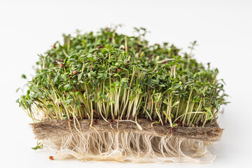 
Fresh micro green isolated on white background.