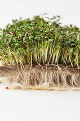 Young and fresh micro greens stalks of leaves. Close-up.