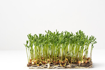 
Micro greens grown at home. Micro green fresh shoots on a white background.