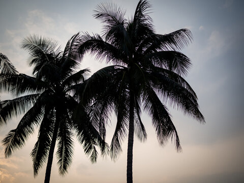 Silhouette of coconut palm trees in dark sky for background