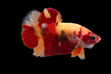 Betta Koi Nemo Halfmoon Plakat HMPK Male or Plakat Fighting Fish Splendens  on Black Background