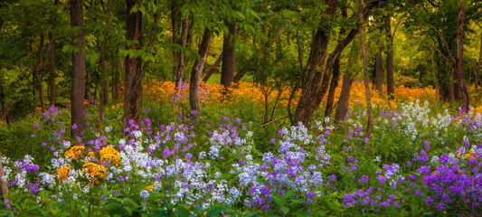 Springtime scene in the woods