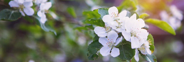 Blooming apple tree outdoors.