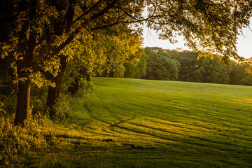 Pastoral field in a clearing in the woods at dusk