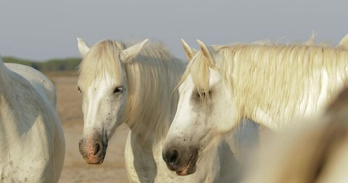 Close-up lockdown shot of white horses at beach on sunny day - Camargue, France