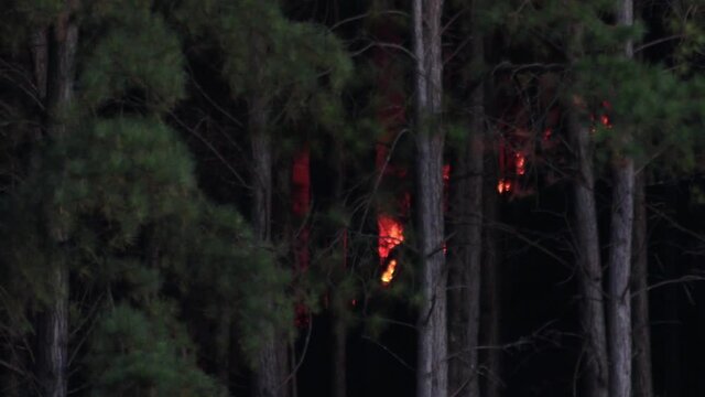 Bombeiros dentro da floresta apagando inc&ecirc;ndio