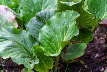 Naklejka premium Leaves of Badan (Bergenia Crassifolia) in the garden