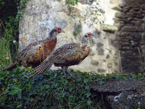 Faisans en ballade