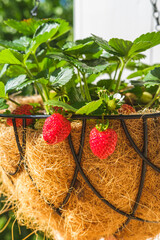 Strawberry in hanging basket with coconat liner at the condo balcony. Gardening, hobby, organic produce, green home concept. Close up
