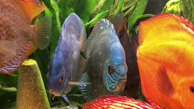 Bunte Diskusfische im Aquarium in ihrer sozialen Gemeinschaft. Diskusfische geh&ouml;ren zu den Buntbarschen und f&uuml;hlen sich in gr&ouml;&szlig;eren Gruppen wohl.