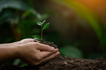 Hands of the farmer are planting the seedlings into the soil
