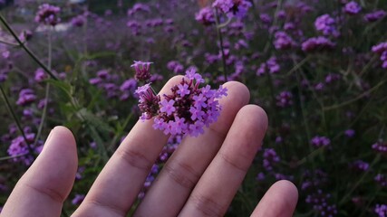 hand with lavender