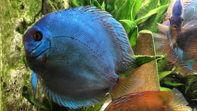 Bunte Diskusfische im Aquarium in ihrer sozialen Gemeinschaft. Diskusfische geh&ouml;ren zu den Buntbarschen und f&uuml;hlen sich in gr&ouml;&szlig;eren Gruppen wohl.