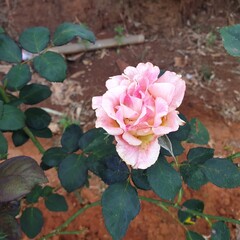 pink roses in a garden