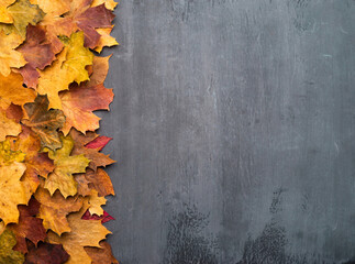 Seasonal autumn background. Colorful maple leaves over grey texture.