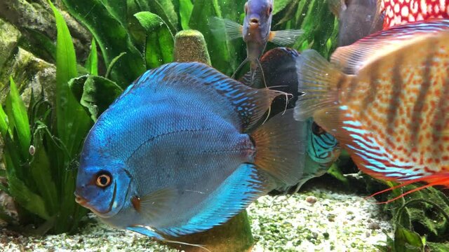Bunte Diskusfische im Aquarium in ihrer sozialen Gemeinschaft. Diskusfische geh&ouml;ren zu den Buntbarschen und f&uuml;hlen sich in gr&ouml;&szlig;eren Gruppen wohl.