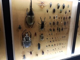 pinned beetles and other insects under glass