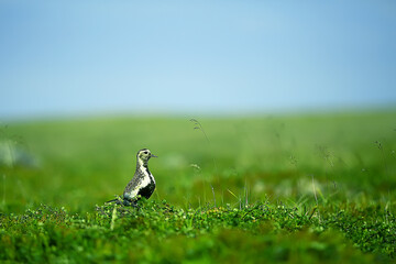 landscape tundra / summer landscape in the north tundra, moss, ecosystem