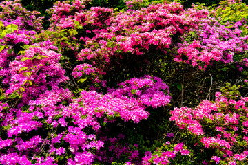 Naklejka premium 鶴見岳のミヤマキリシマ