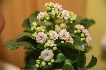 bouquet of pink roses