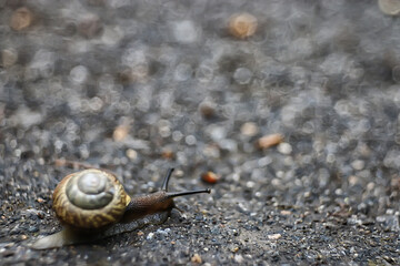 snail / small snail in the forest in the shell, macro photo