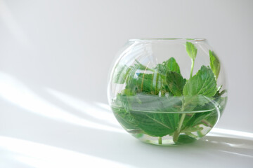 mint leaves in a round glass vase. top view with copy spase for text. fresh greens for gut health. peppermint as cocktail ingredient. © Yulia Panova