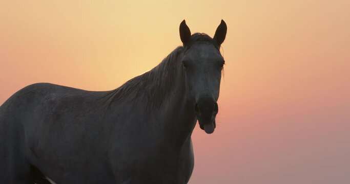 White horse shaking head against orange sky during sunset - Camargue, France