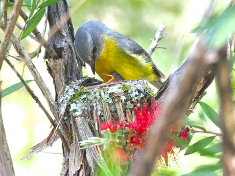 Eastern Yellow Robin