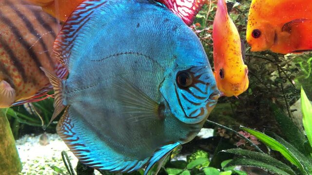 Bunte Diskusfische im Aquarium in ihrer sozialen Gemeinschaft. Diskusfische geh&ouml;ren zu den Buntbarschen und f&uuml;hlen sich in gr&ouml;&szlig;eren Gruppen wohl.