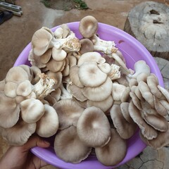 oyster mushrooms in a bowl