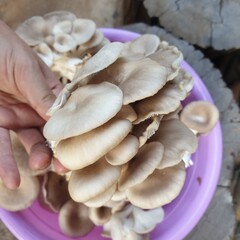 oyster mushrooms in a bowl